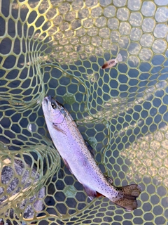 ニジマスの釣果