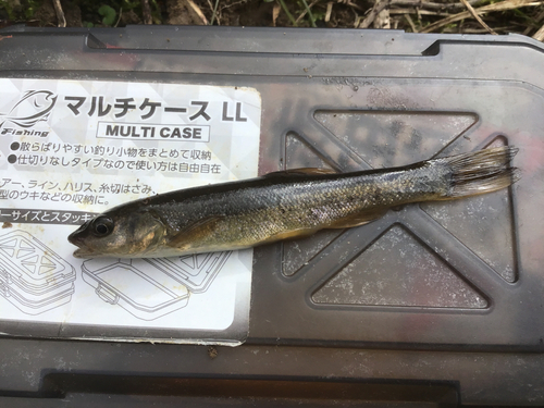 タカハヤの釣果