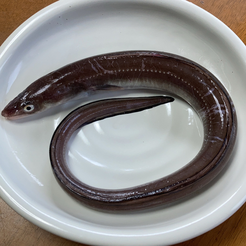 アナゴの釣果