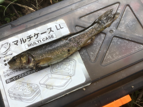 タカハヤの釣果