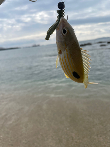 ヤマトビーの釣果