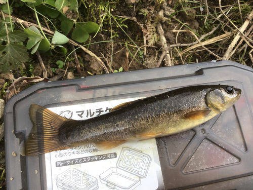 タカハヤの釣果