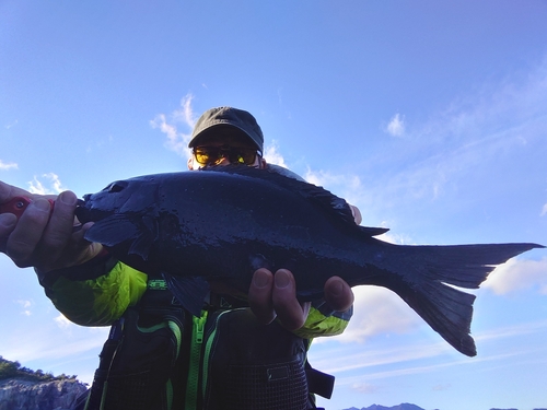 グレの釣果