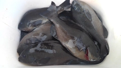 メジナの釣果