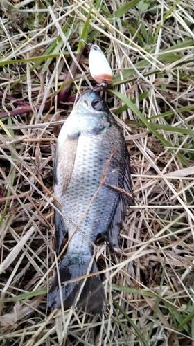 ナイルティラピアの釣果