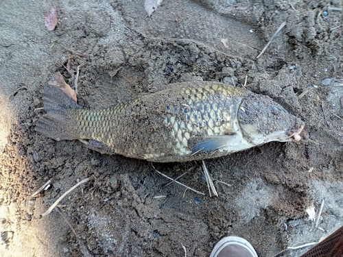 コイの釣果