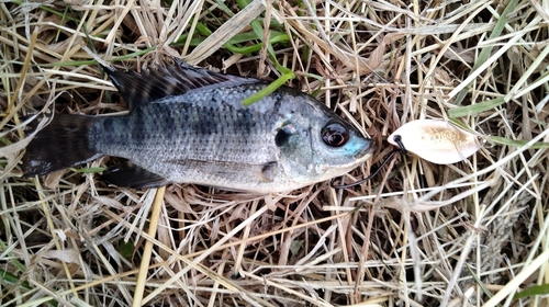 ナイルティラピアの釣果