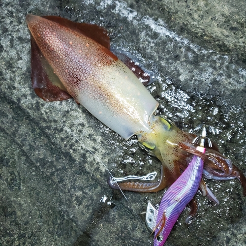 ケンサキイカの釣果