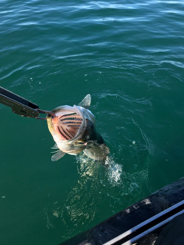 シーバスの釣果