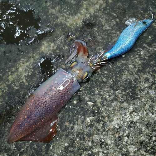 ケンサキイカの釣果