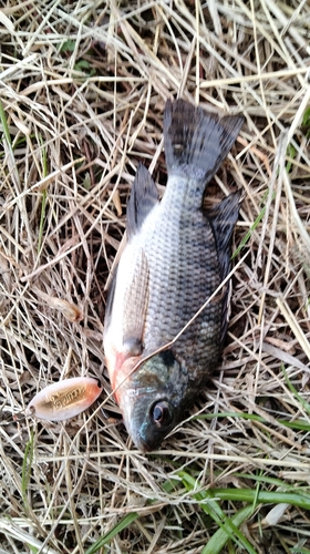 ナイルティラピアの釣果