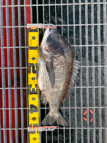 クロダイの釣果