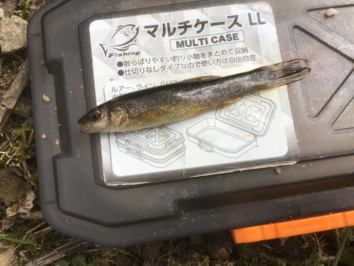 タカハヤの釣果