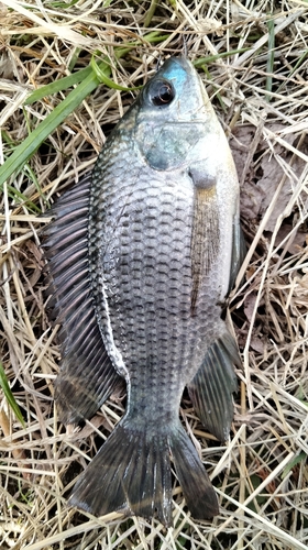 ナイルティラピアの釣果