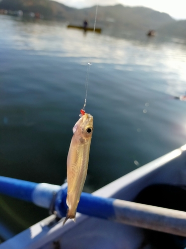 ワカサギの釣果