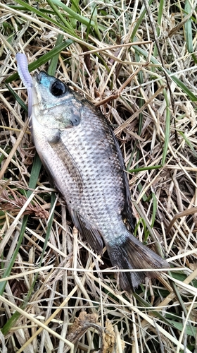 ナイルティラピアの釣果