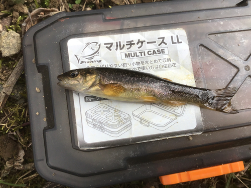 タカハヤの釣果