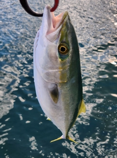 ヤズの釣果