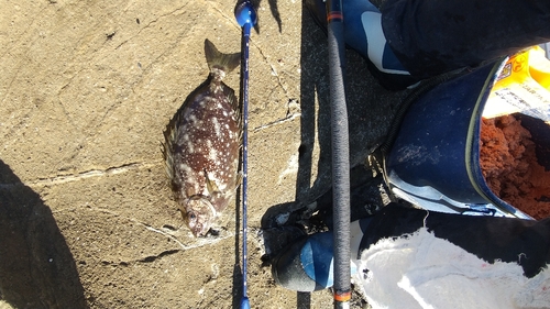 アイゴの釣果