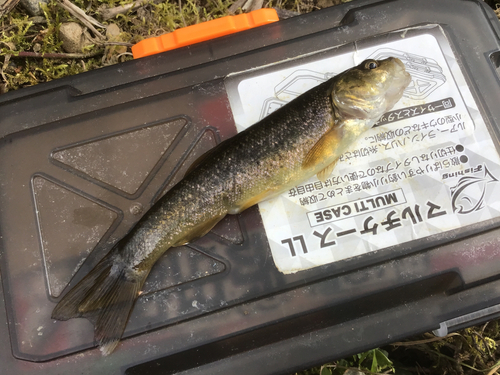 タカハヤの釣果