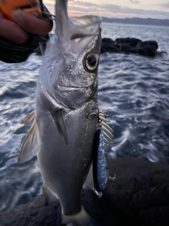 フッコ（ヒラスズキ）の釣果