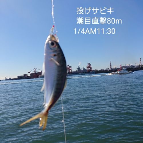 アジの釣果