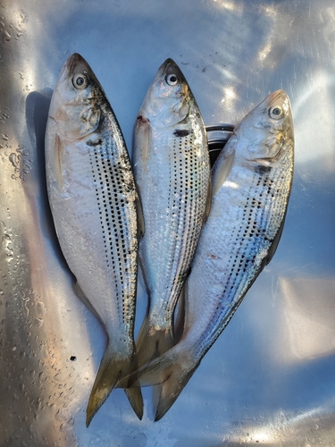 コノシロの釣果