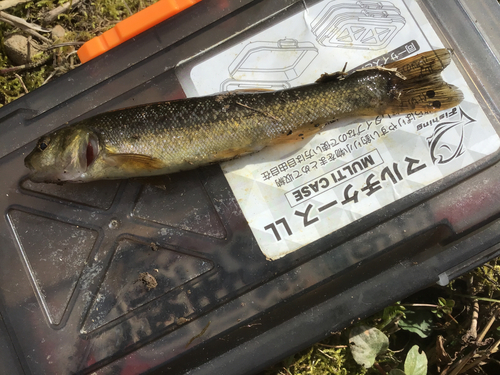 タカハヤの釣果