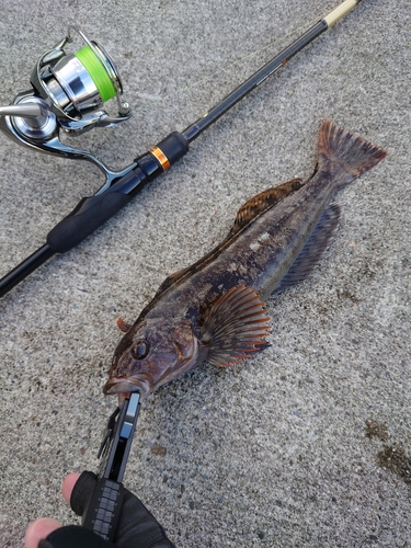 アイナメの釣果