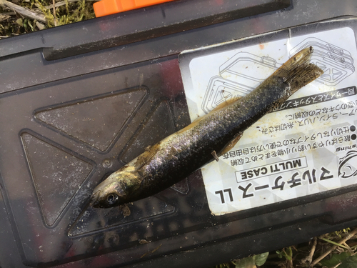 タカハヤの釣果