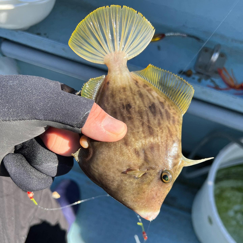 カワハギの釣果