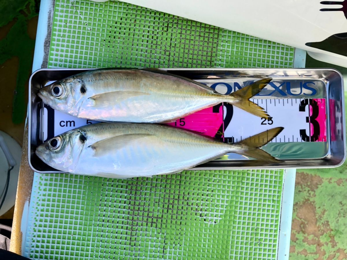 READ125さんの釣果 2枚目の画像