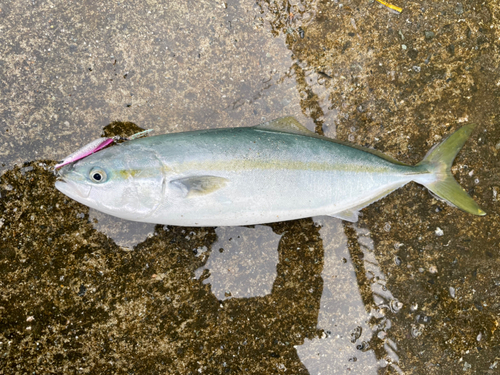 フクラギの釣果