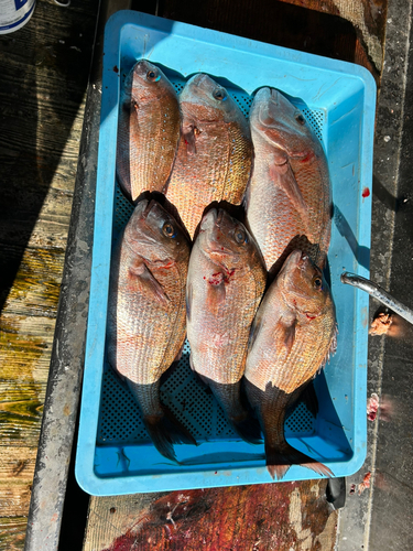 マダイの釣果