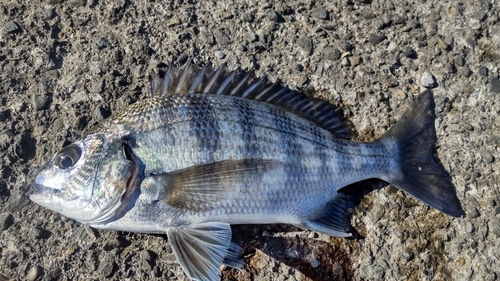 クロダイの釣果