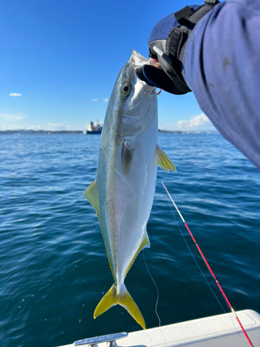 イナダの釣果