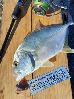 メッキの釣果