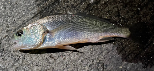 イシモチの釣果