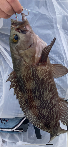 ナミハタの釣果