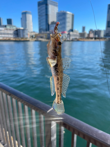 マハゼの釣果