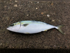 ハマチの釣果