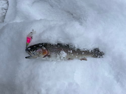 ニジマスの釣果