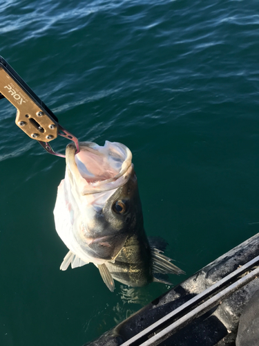 シーバスの釣果