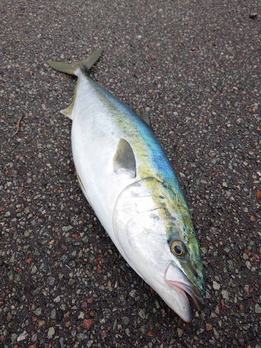 ワラサの釣果