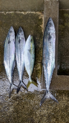 イナダの釣果