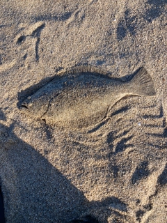 ソゲの釣果