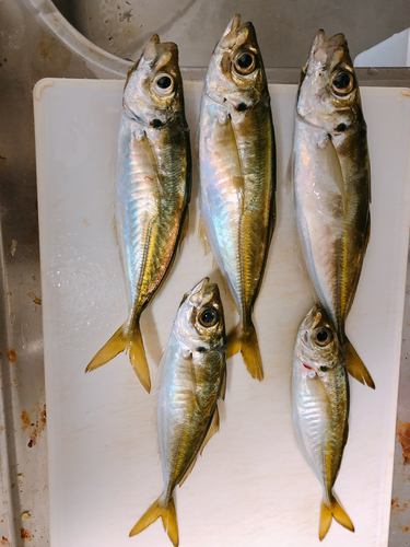 アジの釣果