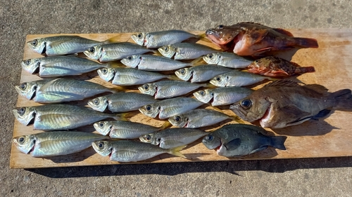 アジの釣果