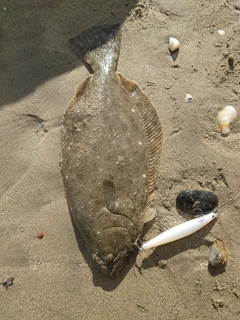 ヒラメの釣果