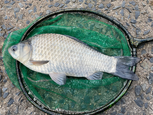 ヘラブナの釣果